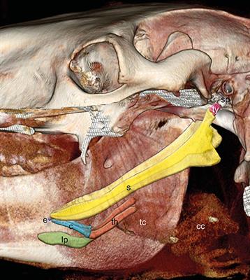 Correlated Imaging of the Equine Hyoid Apparatus Using CT, Micro-CT, and Histology